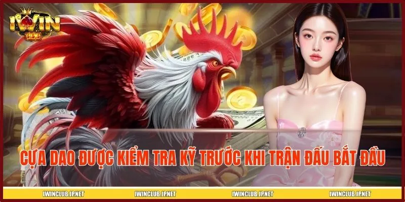 Cựa dao được kiểm tra kỹ lưỡng trước khi trận đấu bắt đầu